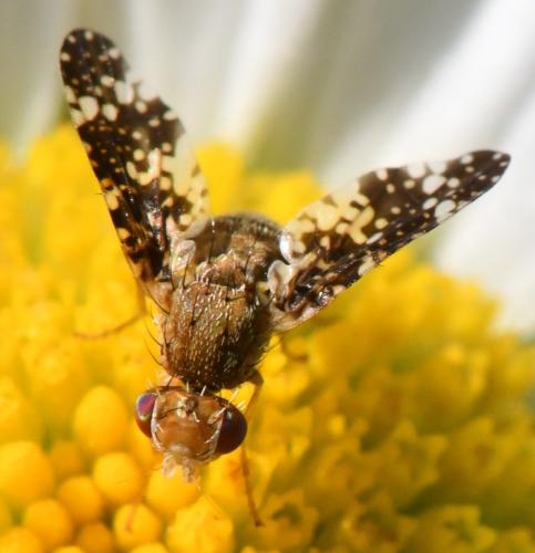 Oxyna parietina